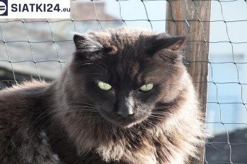 Siatki Człuchów - Zabezpieczenie balkonu siatką - Kocia siatka - bezpieczny kot dla terenów Człuchowa